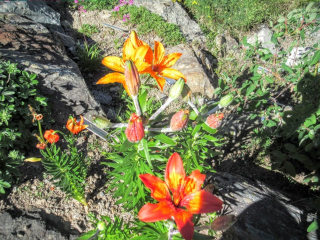 lilies